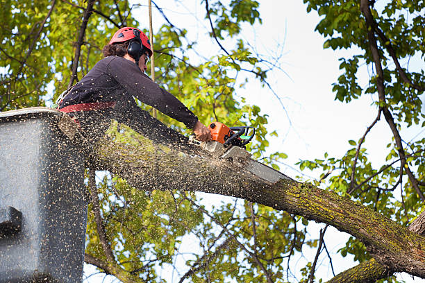 Best Stump Grinding and Removal  in Bella Vista, AR